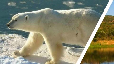Polar bear and trees in split screen